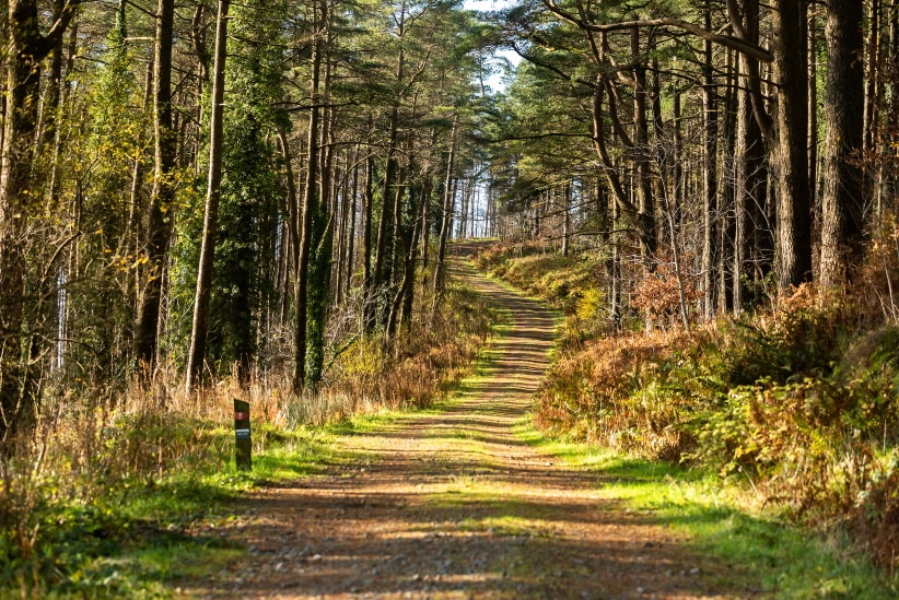 Afan forest hot sale bike park